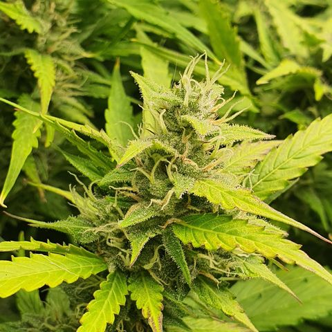 Gorilla Cookies growlog timeline photo