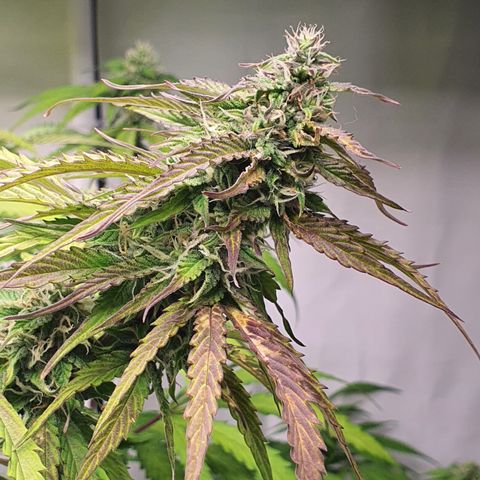 Gorilla Cookies growlog timeline photo