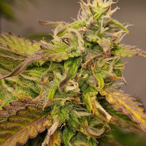 Gorilla Cookies growlog timeline photo