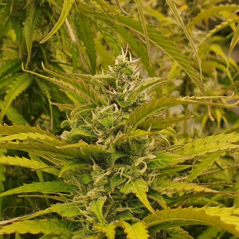 Gorilla Cookies growlog timeline photo