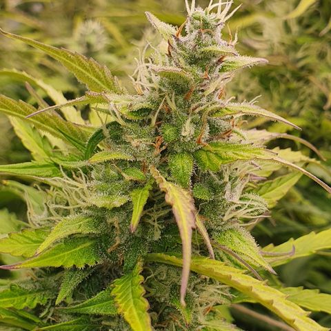 Gorilla Cookies growlog timeline photo