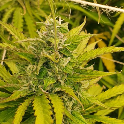 Gorilla Cookies growlog timeline photo