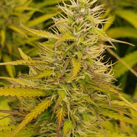 Gorilla Cookies growlog timeline photo