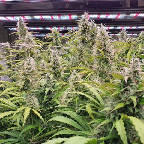 Gorilla Cookies growlog timeline photo