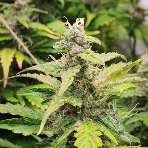 Gorilla Cookies growlog timeline photo