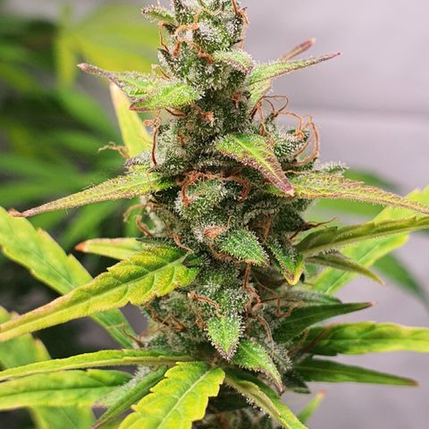 Gorilla Cookies growlog timeline photo