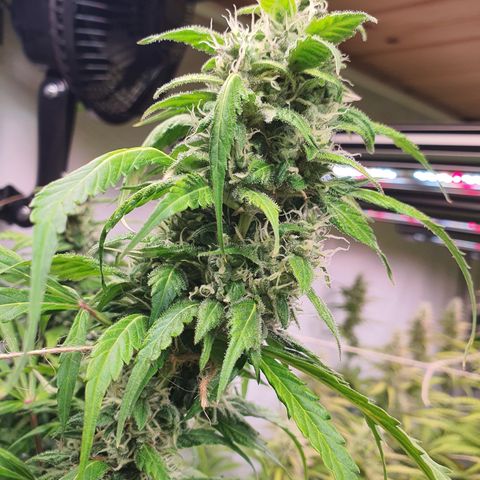 Gorilla Cookies growlog timeline photo