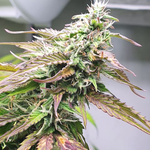 Gorilla Cookies growlog timeline photo