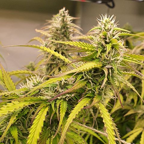 Gorilla Cookies growlog timeline photo