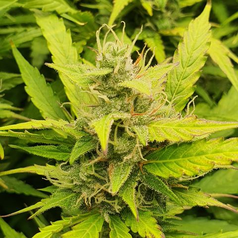 Gorilla Cookies growlog timeline photo