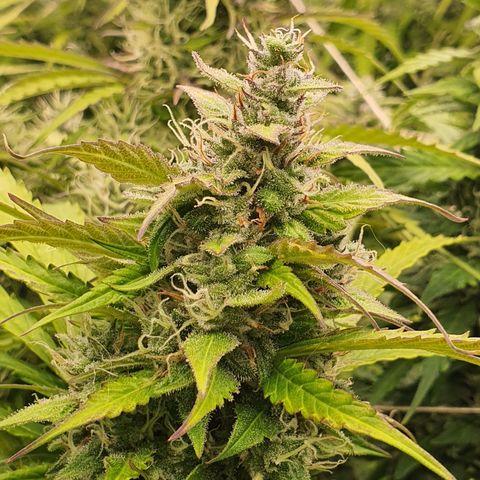 Gorilla Cookies growlog timeline photo