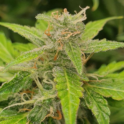 Gorilla Cookies growlog timeline photo