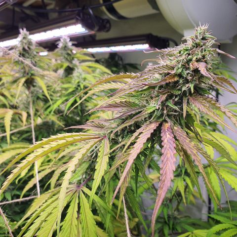 Gorilla Cookies growlog timeline photo