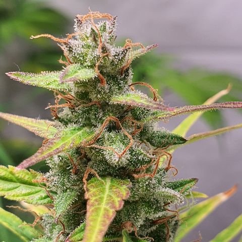 Gorilla Cookies growlog timeline photo