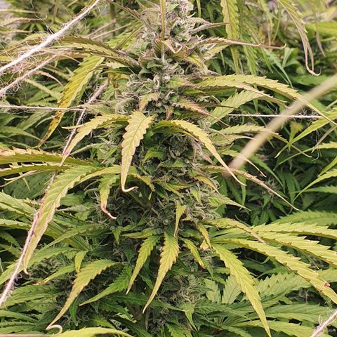 Gorilla Cookies growlog timeline photo