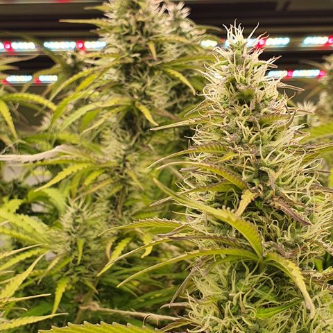 Gorilla Cookies growlog timeline photo
