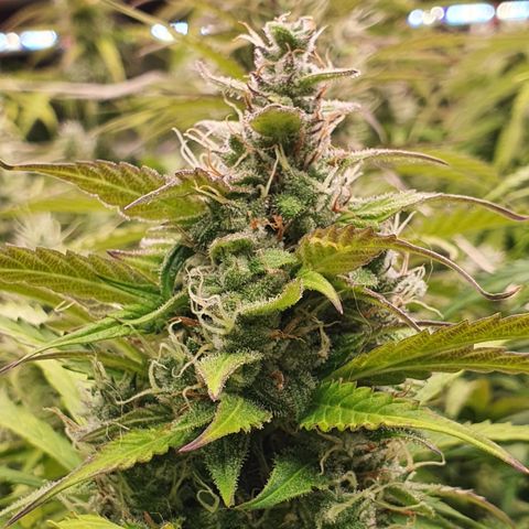 Gorilla Cookies growlog timeline photo