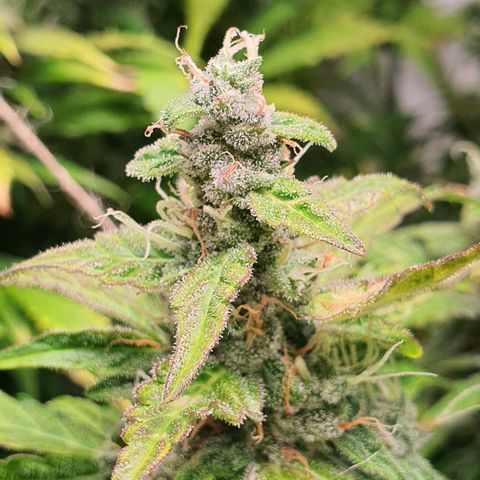 Gorilla Cookies growlog timeline photo