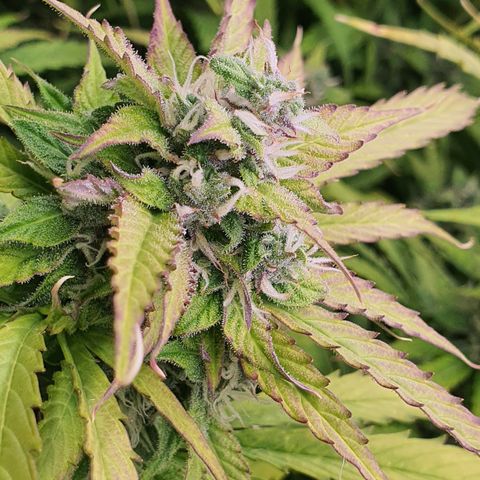 Gorilla Cookies growlog timeline photo