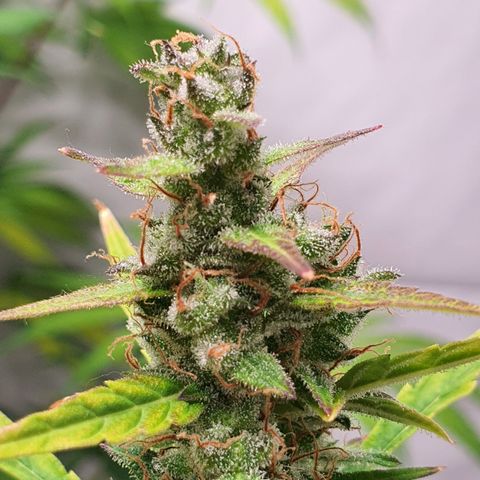 Gorilla Cookies growlog timeline photo