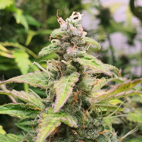Gorilla Cookies growlog timeline photo