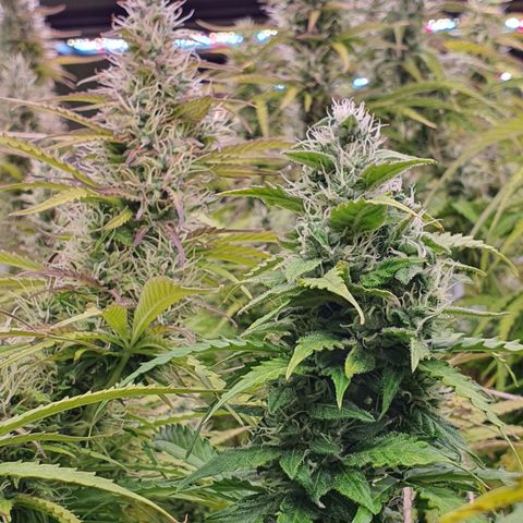 Gorilla Cookies growlog timeline photo