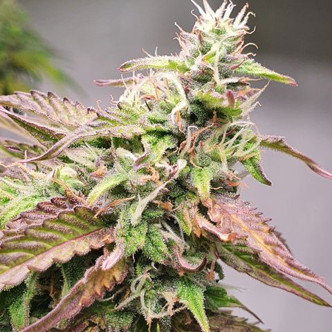 Gorilla Cookies growlog timeline photo