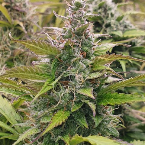 Gorilla Cookies growlog timeline photo
