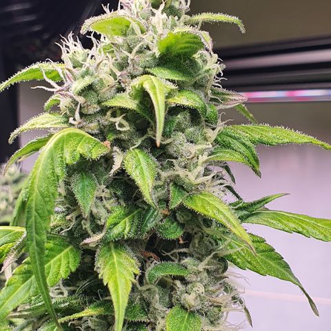 Gorilla Cookies growlog timeline photo