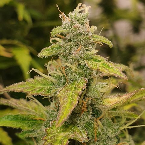 Gorilla Cookies growlog timeline photo