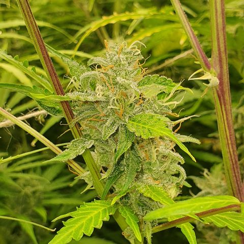 Gorilla Cookies growlog timeline photo