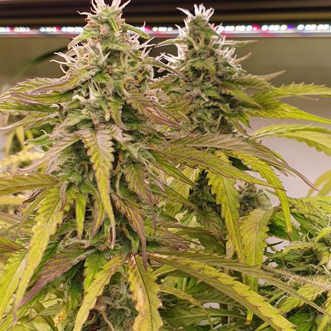 Gorilla Cookies growlog timeline photo