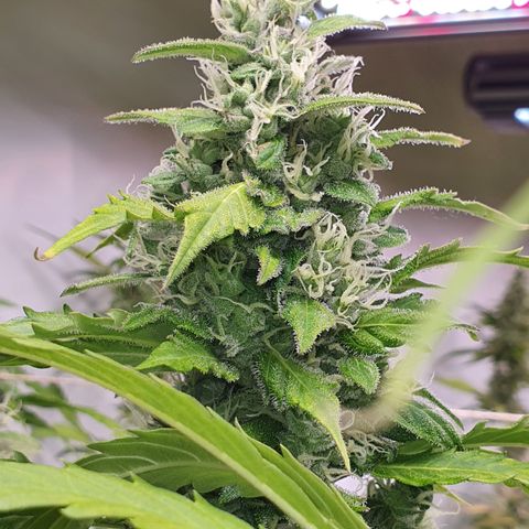 Gorilla Cookies growlog timeline photo