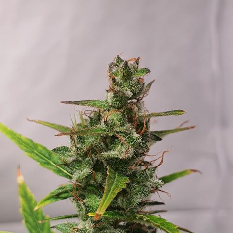 Gorilla Cookies growlog timeline photo