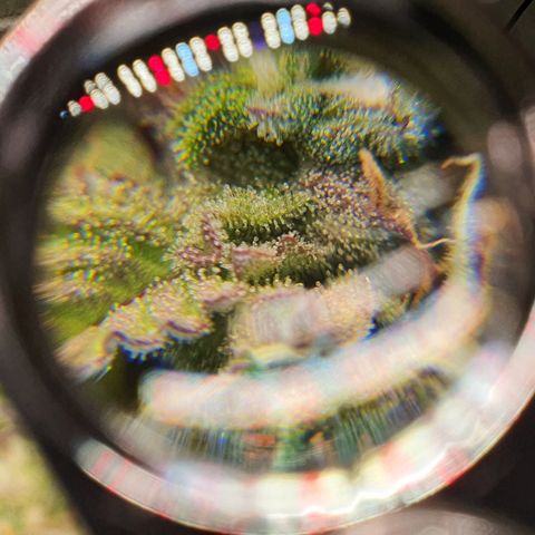 Gorilla Cookies growlog timeline photo