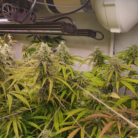 Gorilla Cookies growlog timeline photo