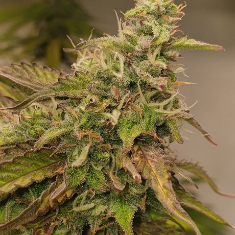 Gorilla Cookies growlog timeline photo