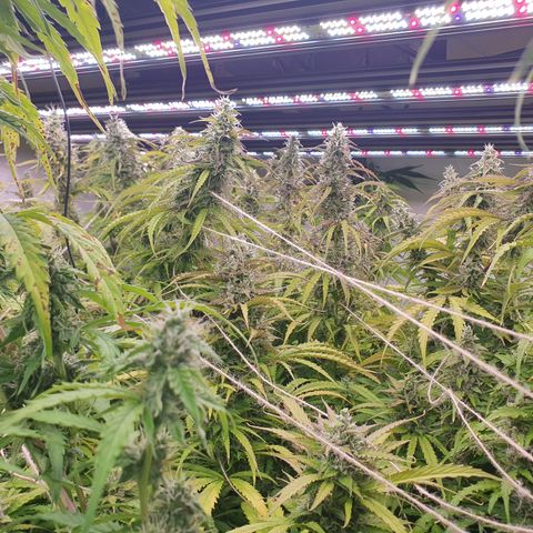 Gorilla Cookies growlog timeline photo