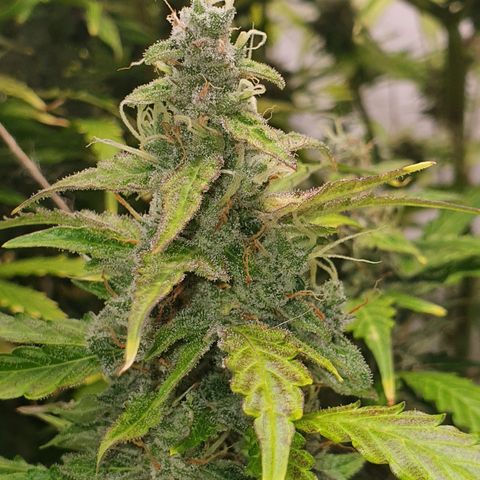 Gorilla Cookies growlog timeline photo