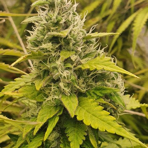 Gorilla Cookies growlog timeline photo