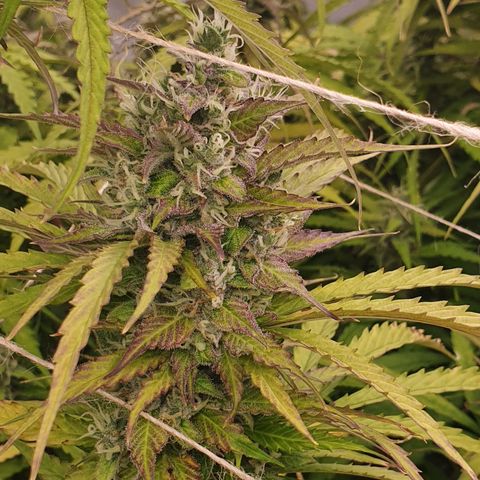 Gorilla Cookies growlog timeline photo