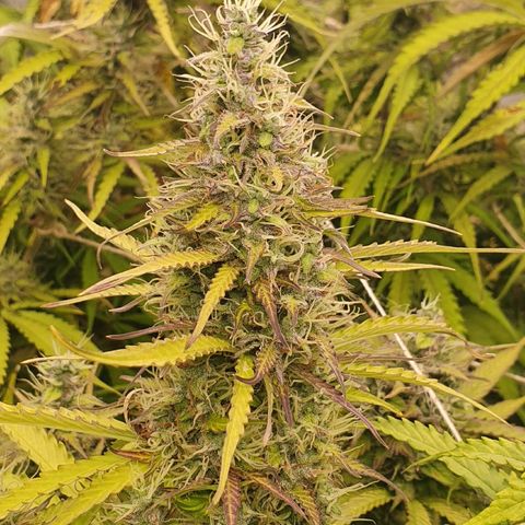 Gorilla Cookies growlog timeline photo