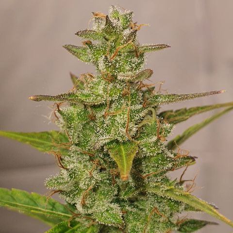 Gorilla Cookies growlog timeline photo