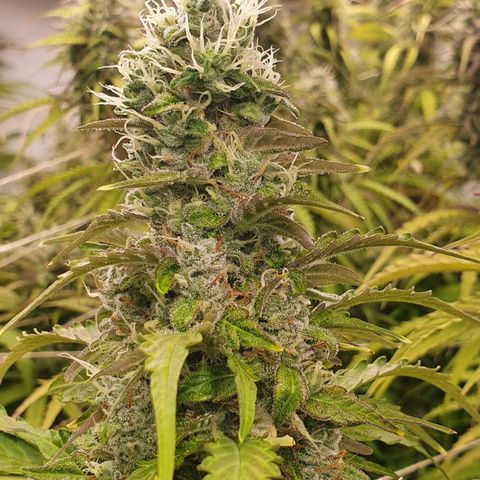 Gorilla Cookies growlog timeline photo