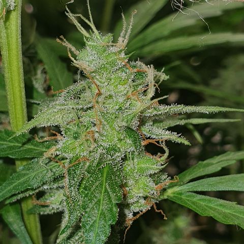Gorilla Cookies growlog timeline photo