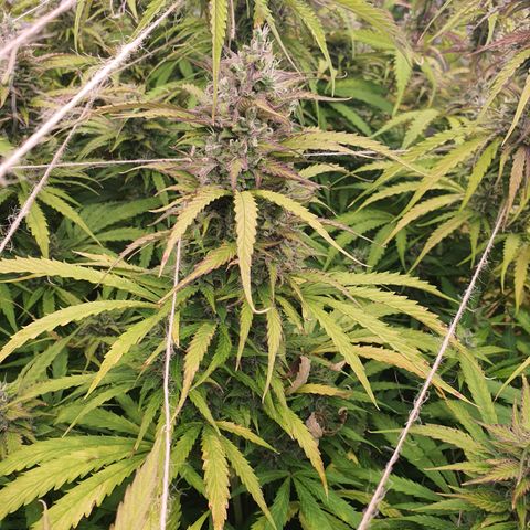 Gorilla Cookies growlog timeline photo