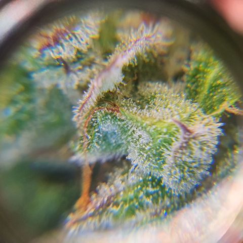 Gorilla Cookies growlog timeline photo