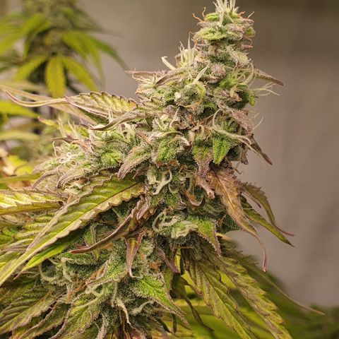 Gorilla Cookies growlog timeline photo