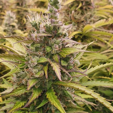 Gorilla Cookies growlog timeline photo