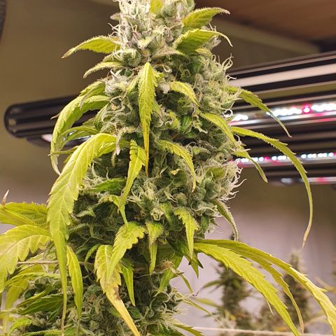 Gorilla Cookies growlog timeline photo